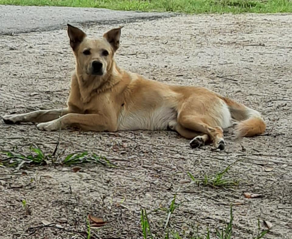 Surf Dude, Carolina Dog, Panacea, Florida, Ochlockonee Bay